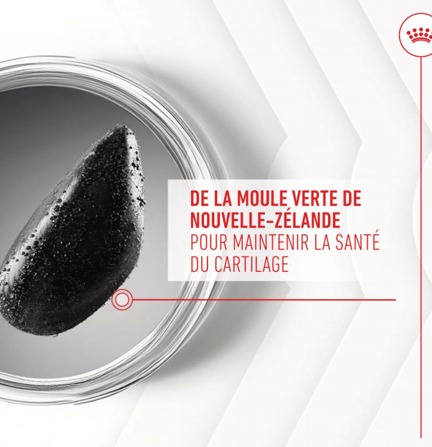Aliment complémentaire Joint & Ageing Chews pour chien