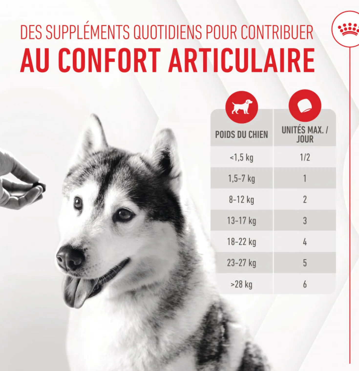 Aliment complémentaire Joint & Ageing Chews pour chien