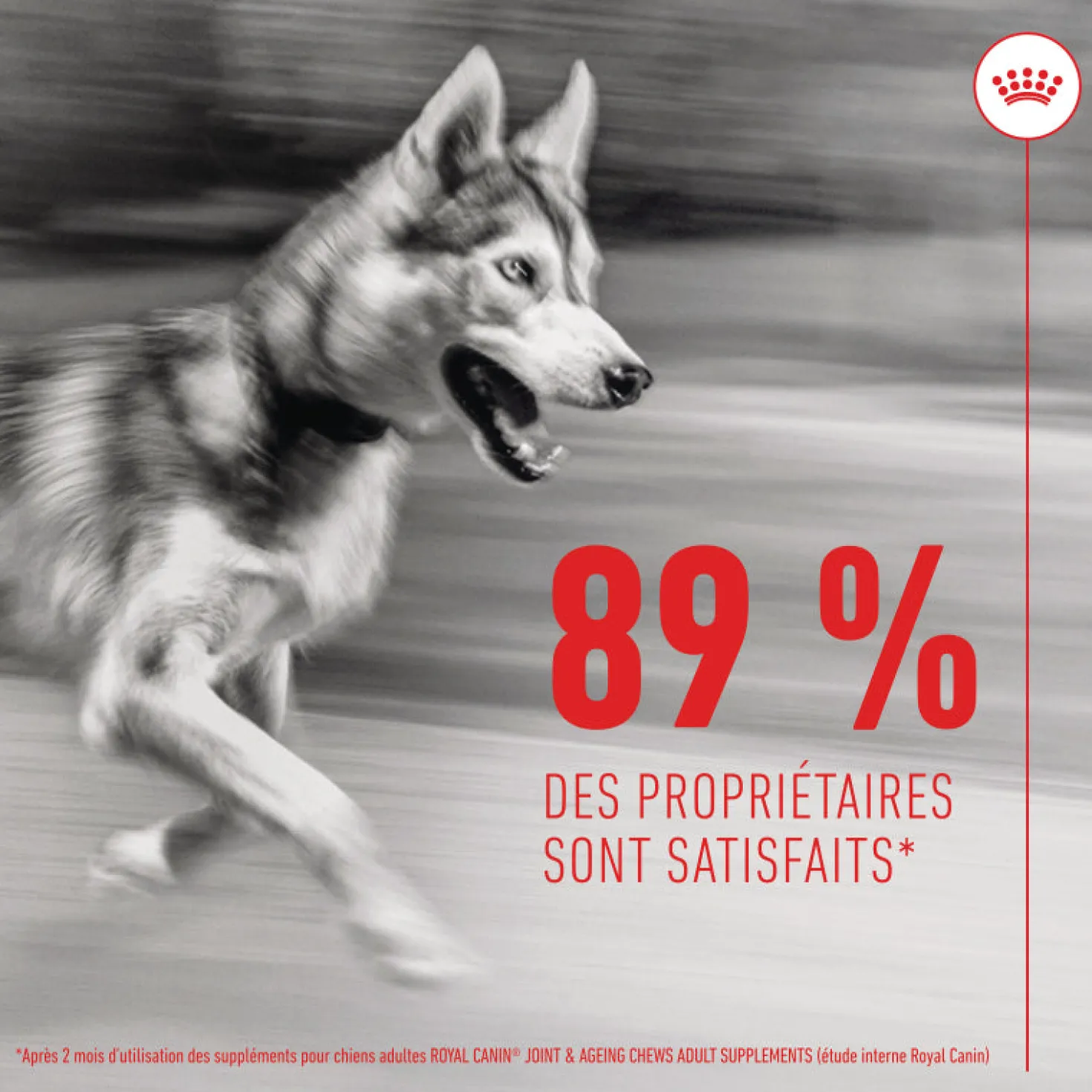 Aliment complémentaire Joint & Ageing Chews pour chien