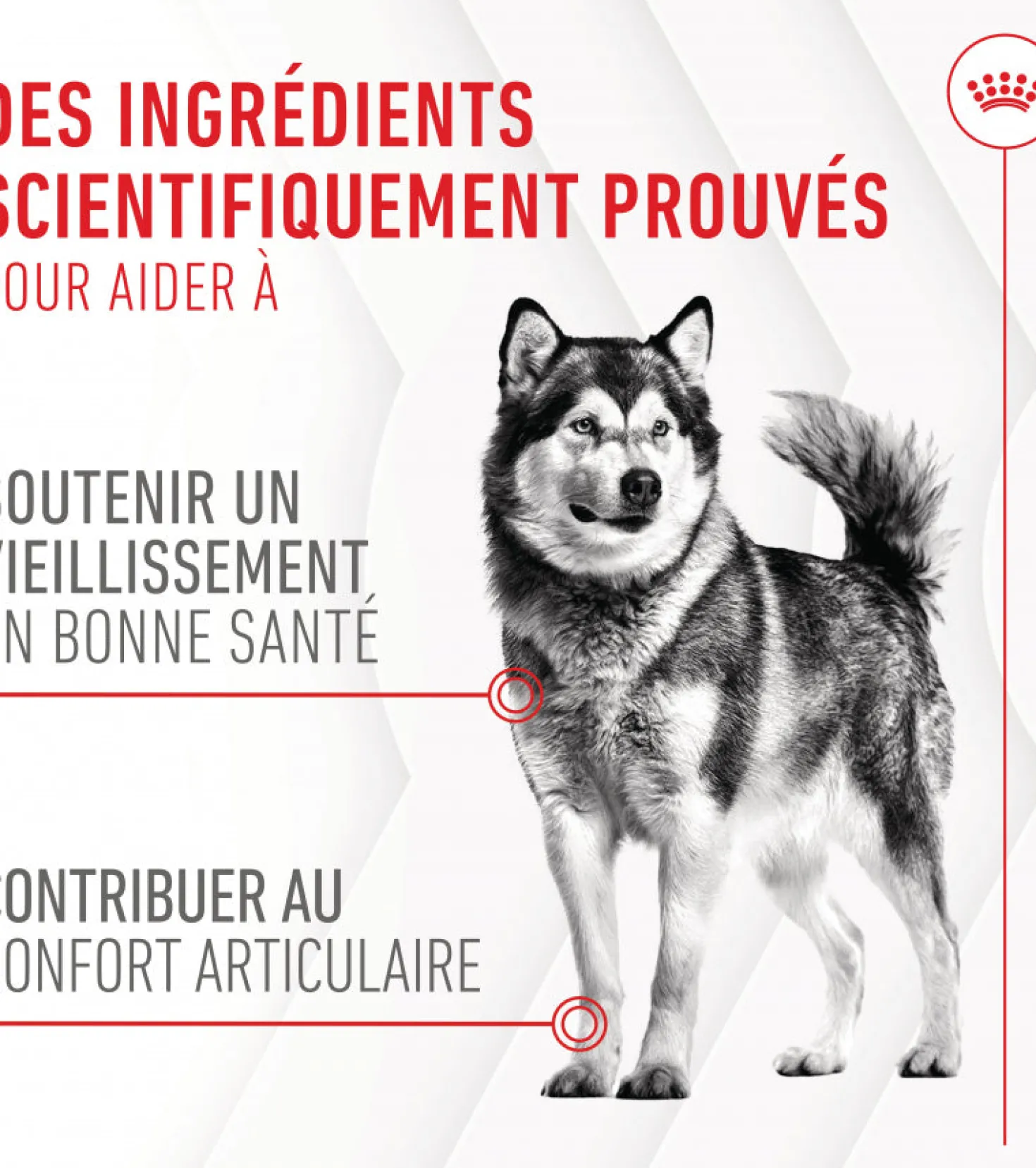 Aliment complémentaire Joint & Ageing Chews pour chien