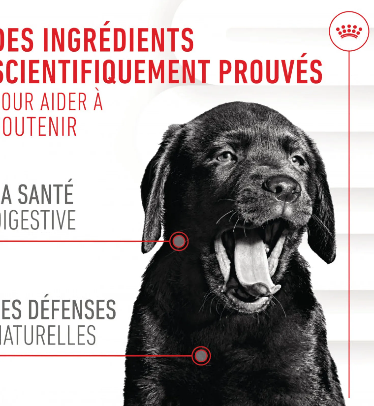 Aliment complémentaire Puppy Immunity & Digestion Chews chiot