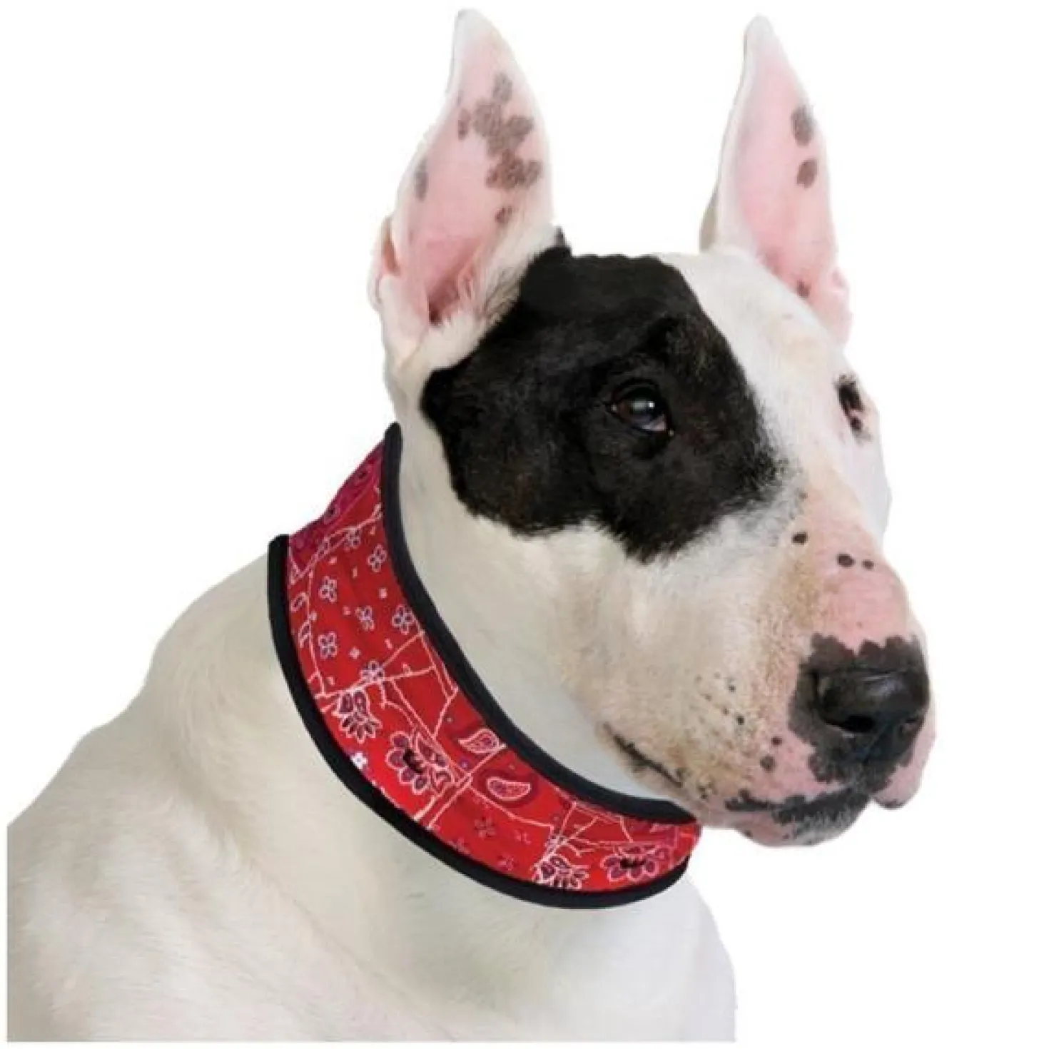 Aqua Coolkeeper - collier rafraîchissant pour chien