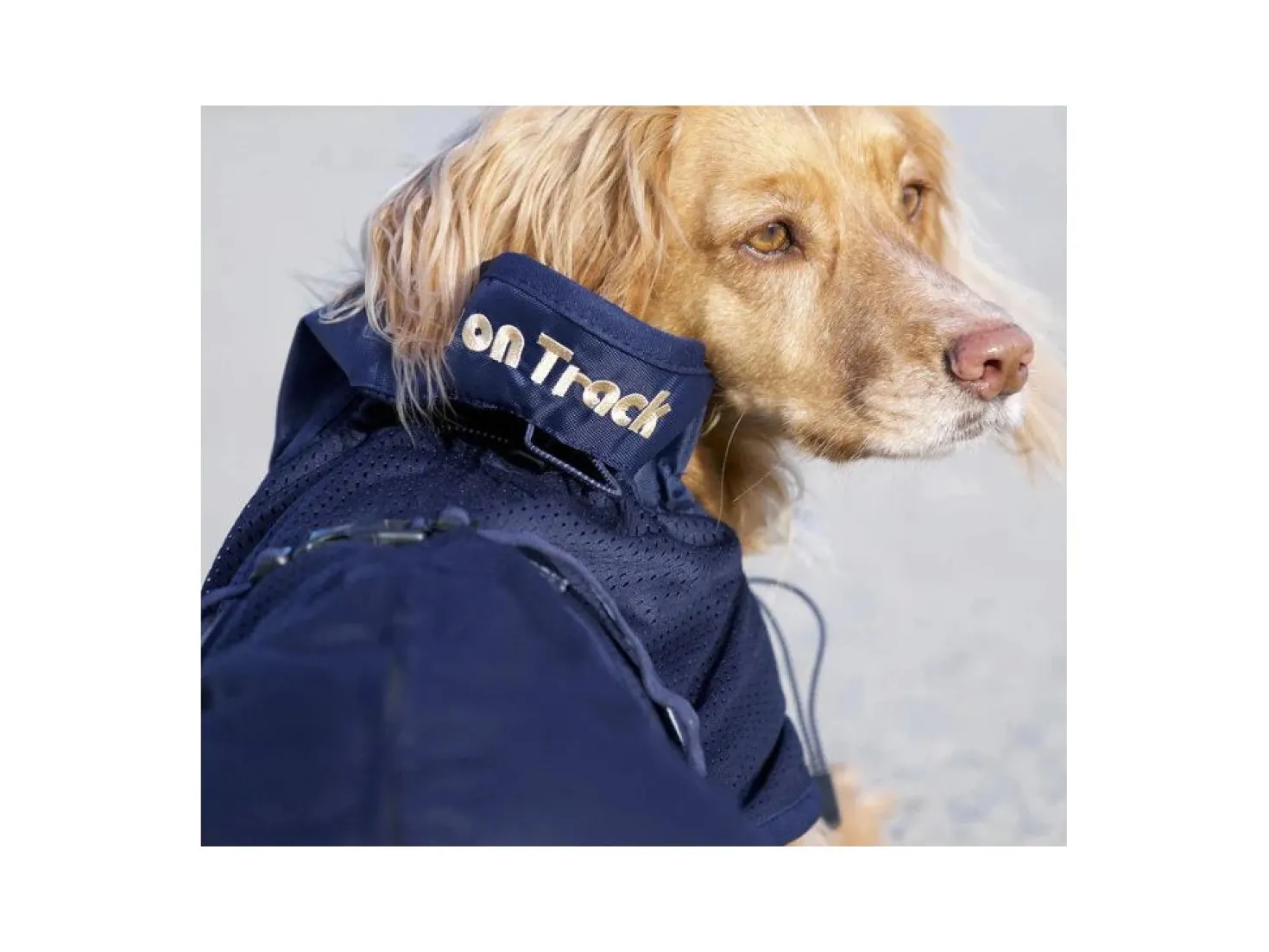 Back On Track Manteau filet pour chien