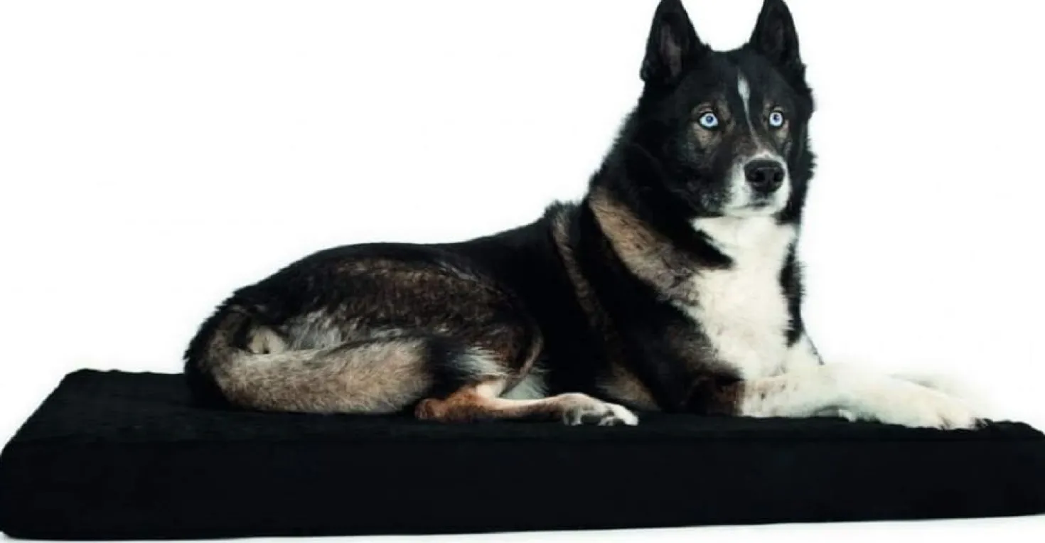 Back On Track Matelas pour chien 60 cm x 70 cm