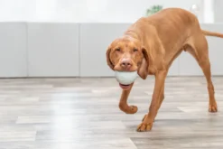 BALLE A FRIANDISES POUR CHIEN