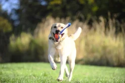 Balle flottante Ultra Tug chien