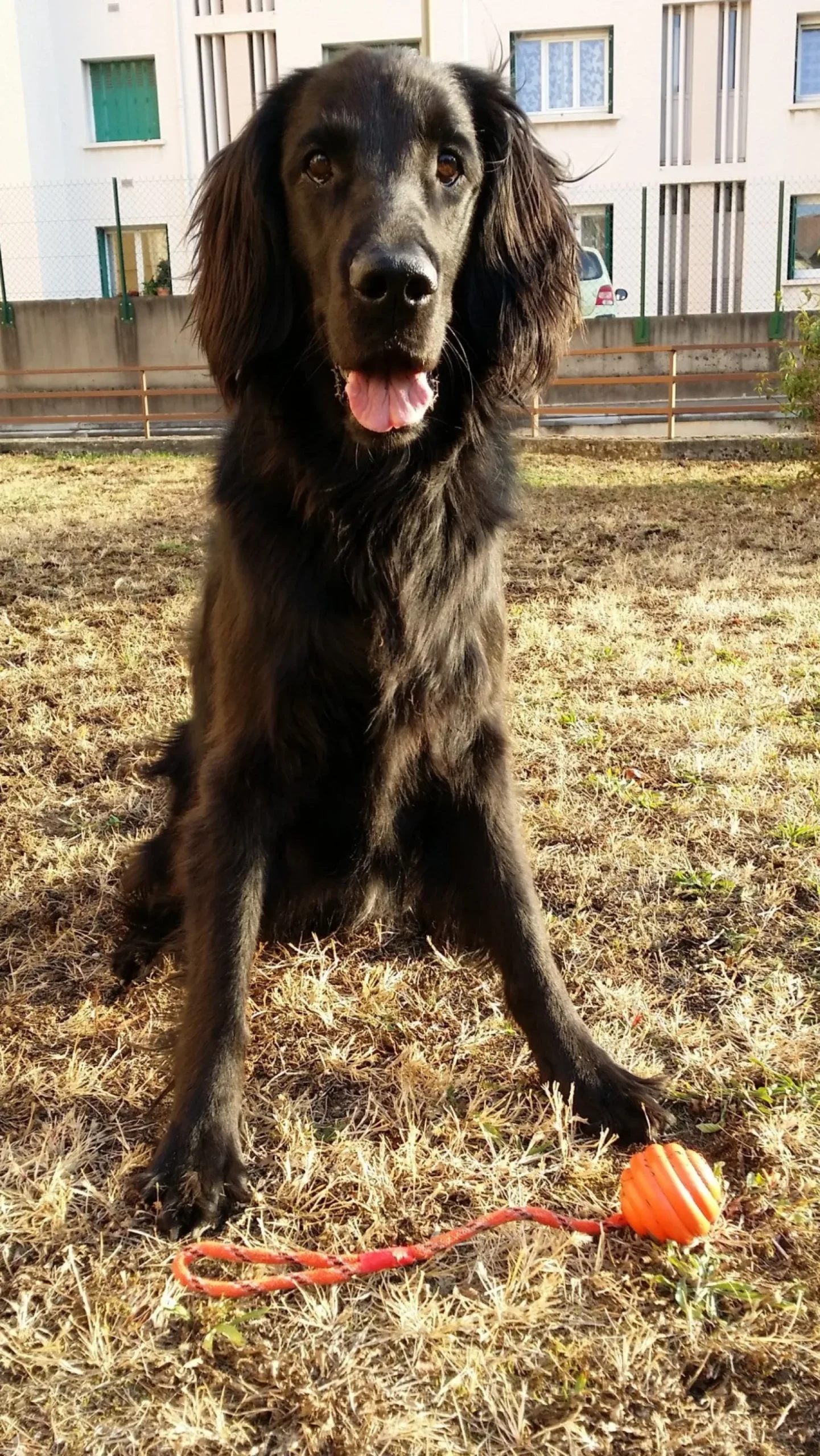 Balle à lancer chien