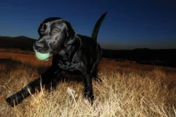 Balle lumineuse Max Glow chien