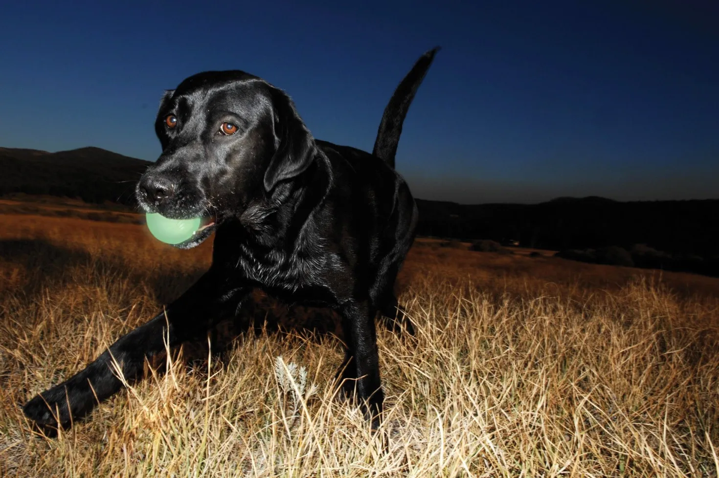 Balle lumineuse Max Glow chien