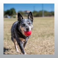 Balle rebondissante pour chien