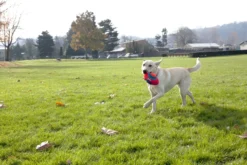 Ballon Fumble Fetch