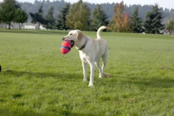 Ballon Fumble Fetch