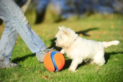Ballon Kick Fetch