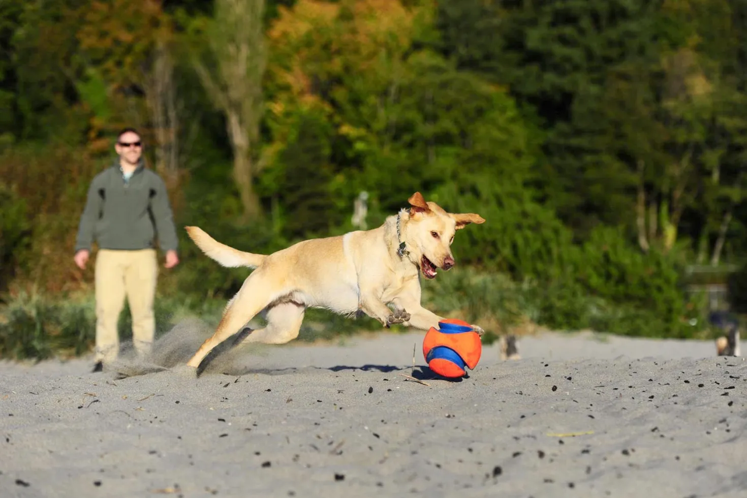 Ballon Kick Fetch
