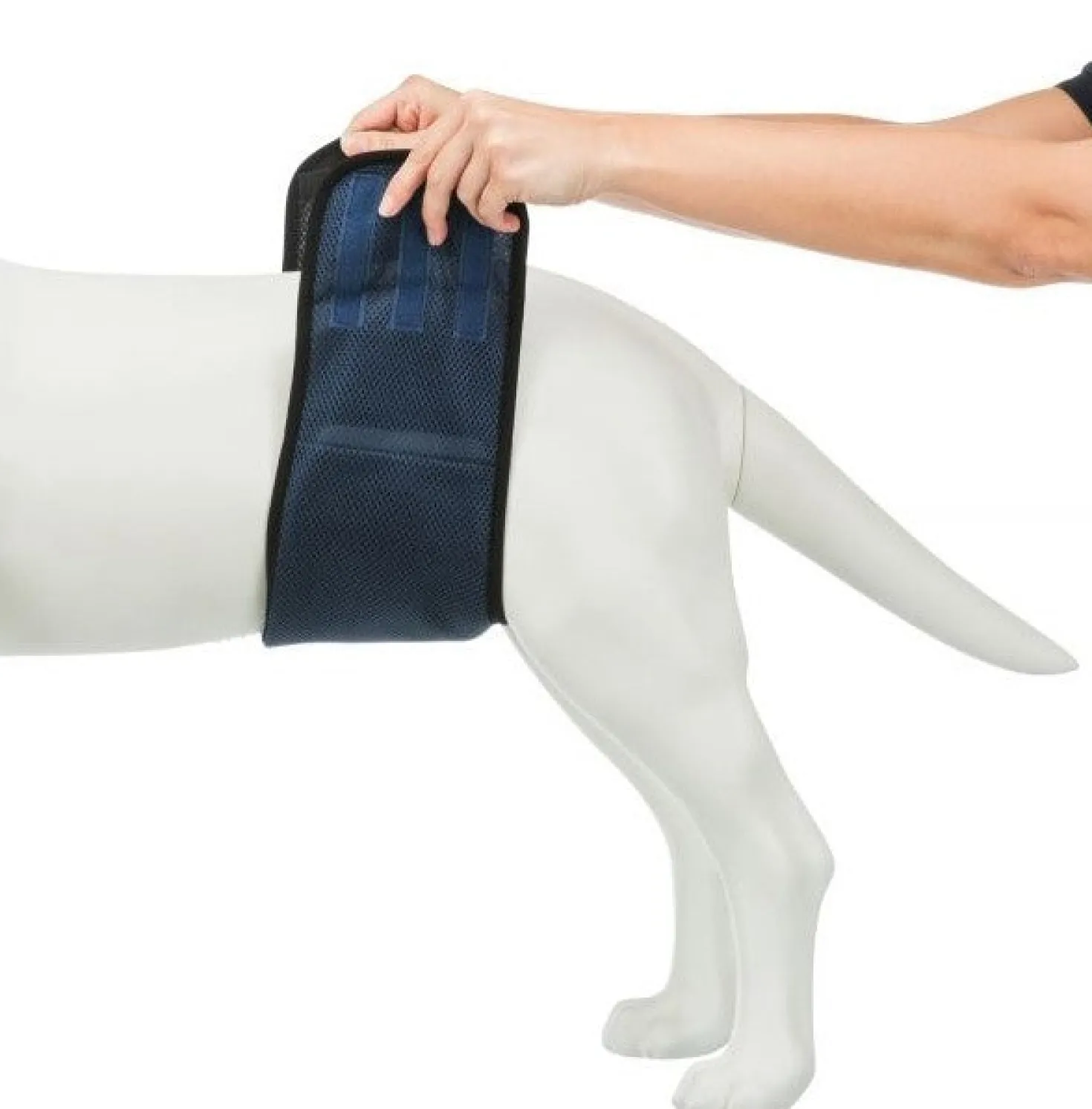 Bande ventrale pour chiens mâles