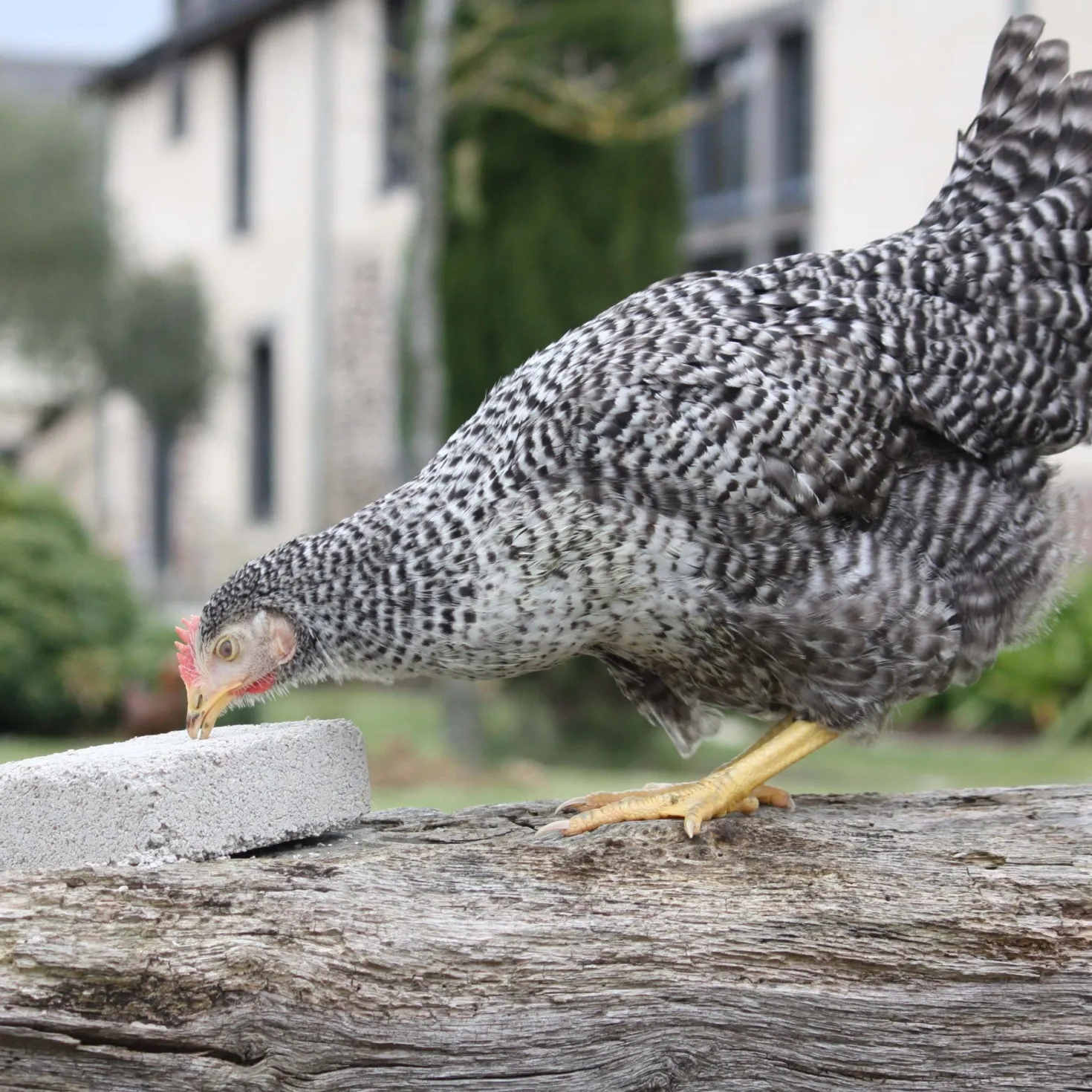 Bloc à picorer poules