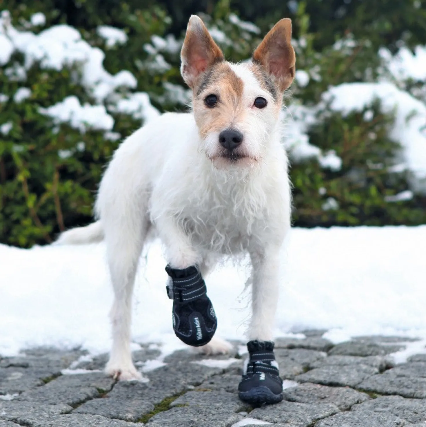 Bottes de protection Walker Active chien