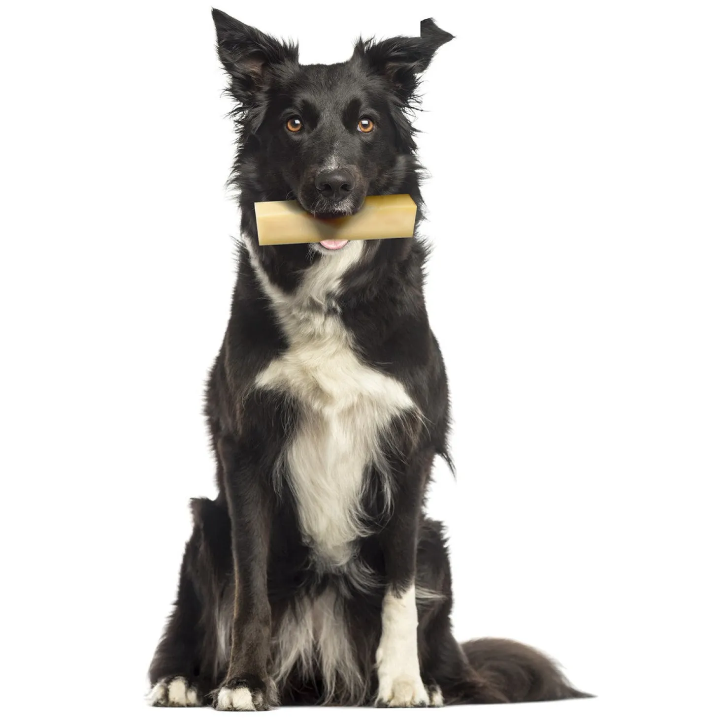 Cheese Bone