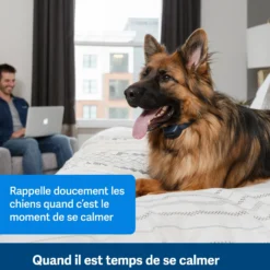 Collier anti-aboiement à signal sonore rechargeable chien