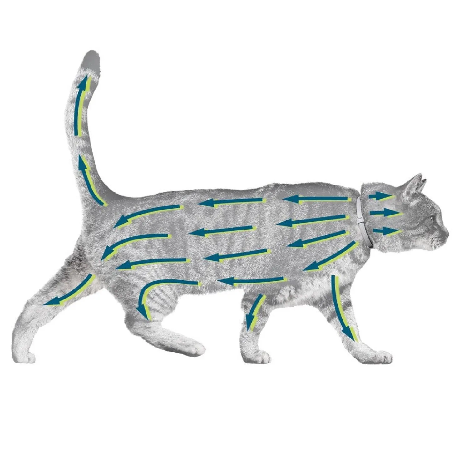 Collier Antiparasitaire Seresto Chat