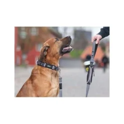 Collier Dog Copenhagen Urban Explorer chien