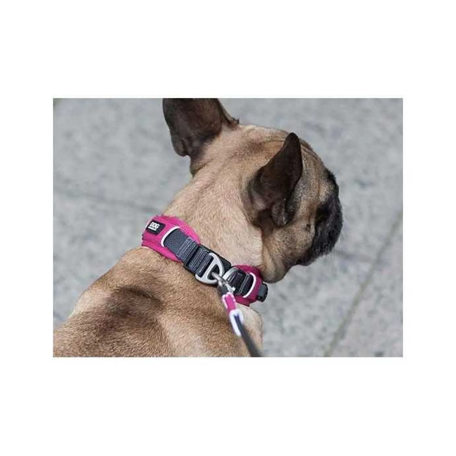Collier Dog Copenhagen Urban Explorer chien