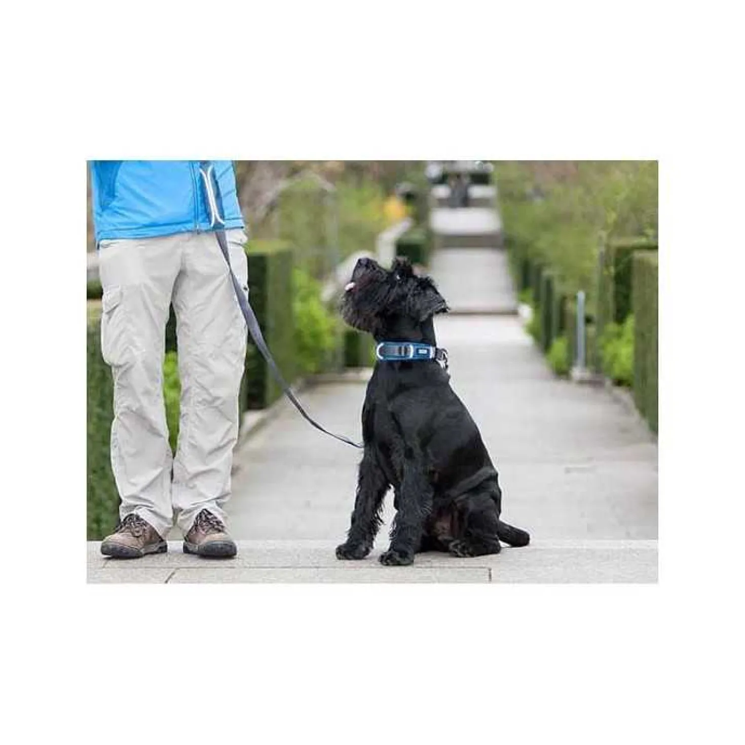 Collier Dog Copenhagen Urban Explorer chien
