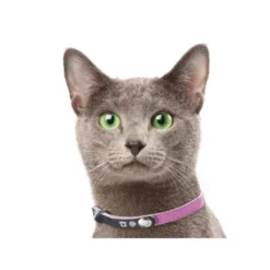 Collier porte-adresse réfléchissant chat, chien