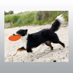 Disc flottant pour chien