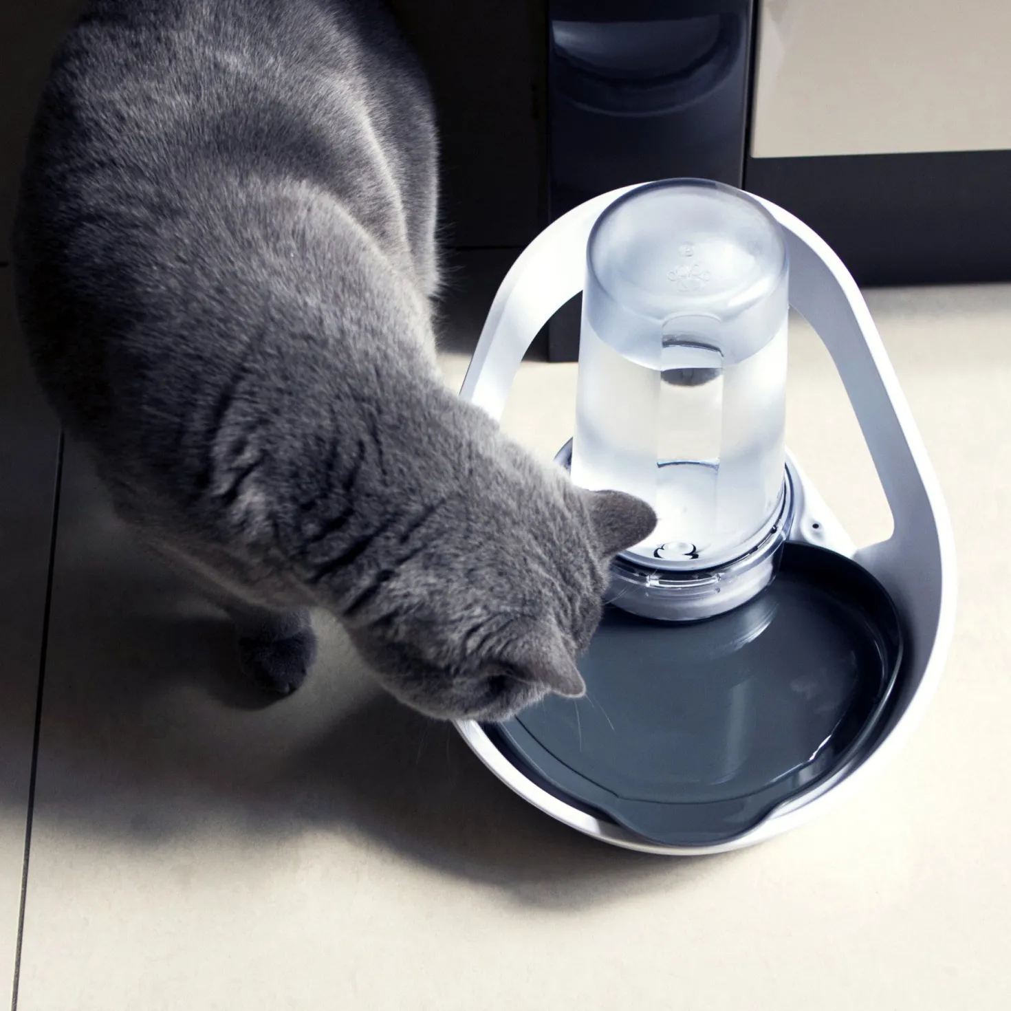 Distributeur d'eau Felaqua Connect chat