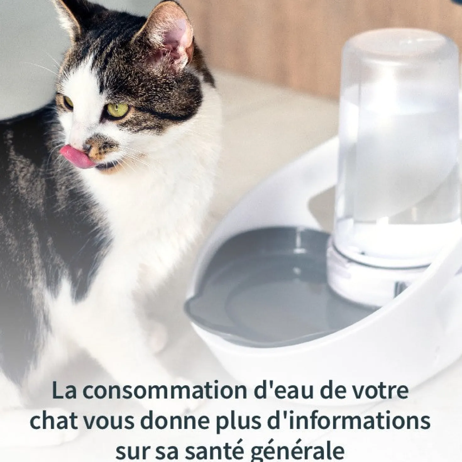 Distributeur d'eau Felaqua Connect chat