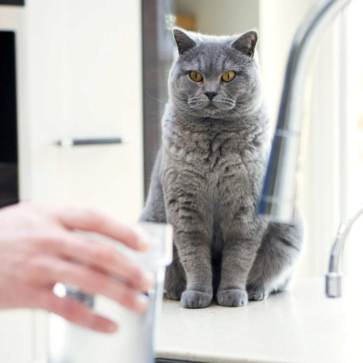Distributeur d'eau Felaqua Connect chat