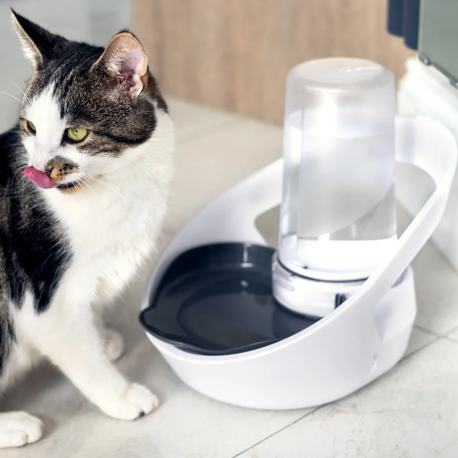 Distributeur d'eau Felaqua Connect chat