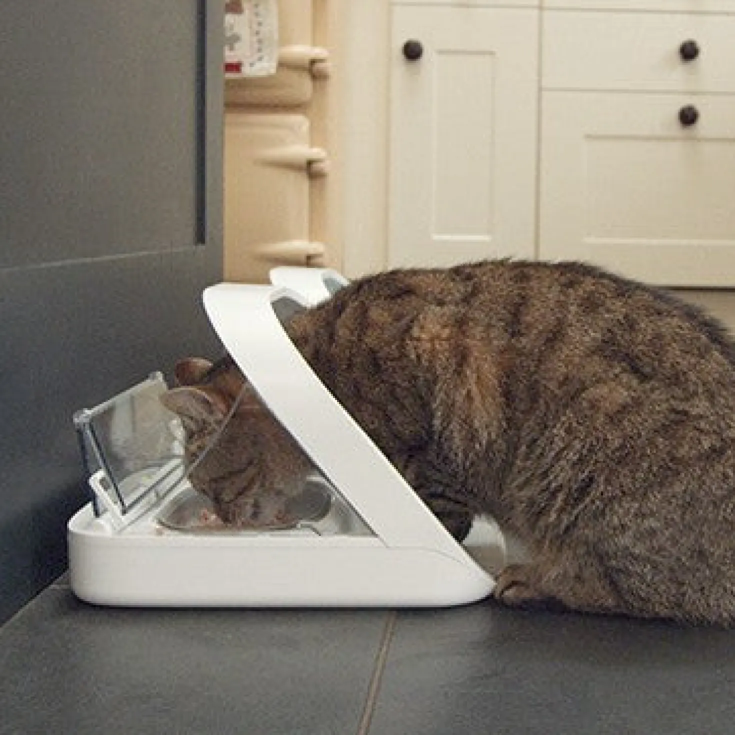 Distributeur électronique SureFeed - chat, chien