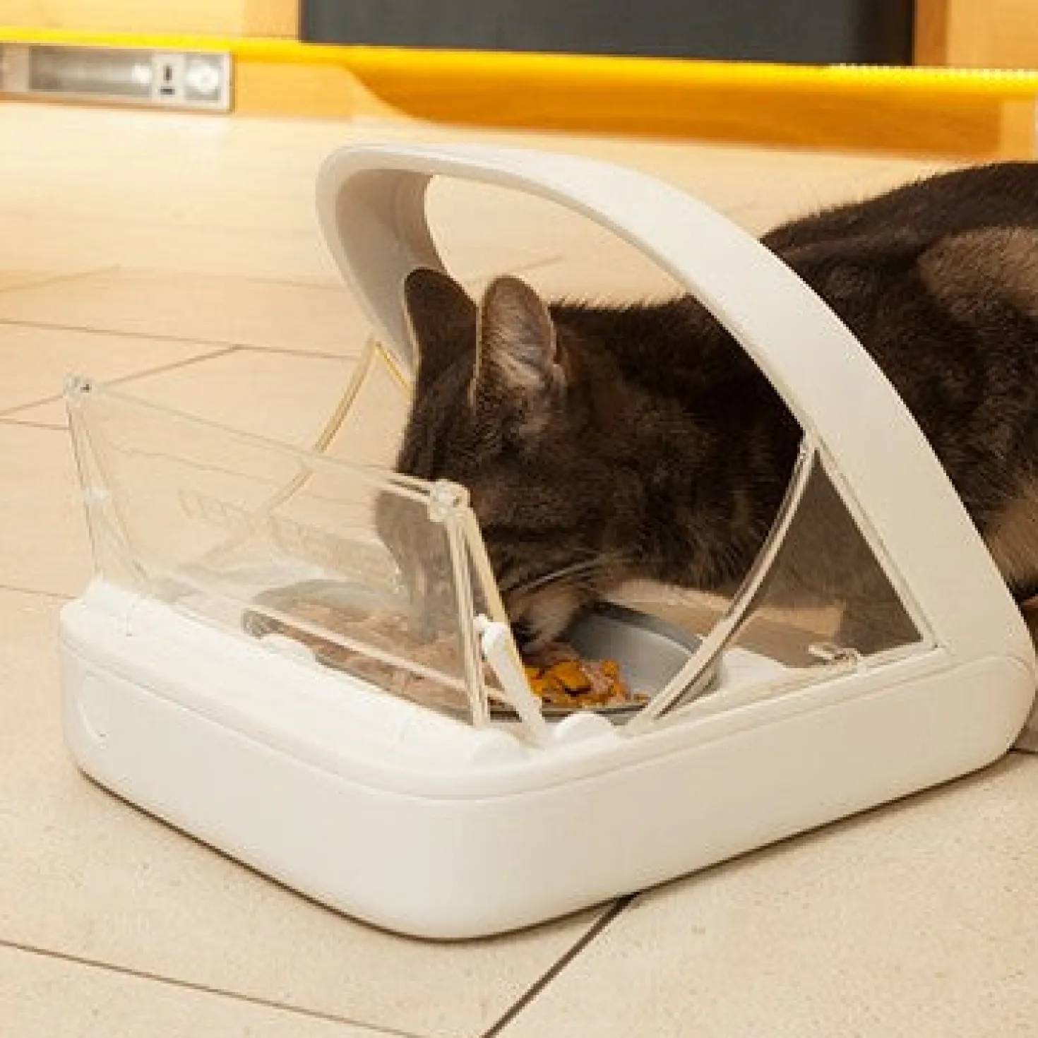 Distributeur électronique SureFeed - chat, chien