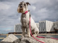 DOG COPENHAGEN - Laisse Urban Rope