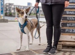 DOG COPENHAGEN - Laisse Urban Rope