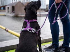 DOG COPENHAGEN - Laisse Urban Rope
