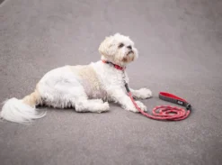 DOG COPENHAGEN - Laisse Urban Rope