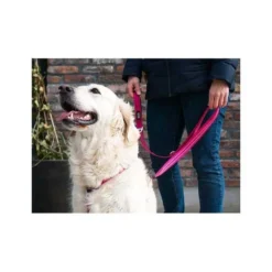 Dog Copenhagen Urban Freestyle laisse chien