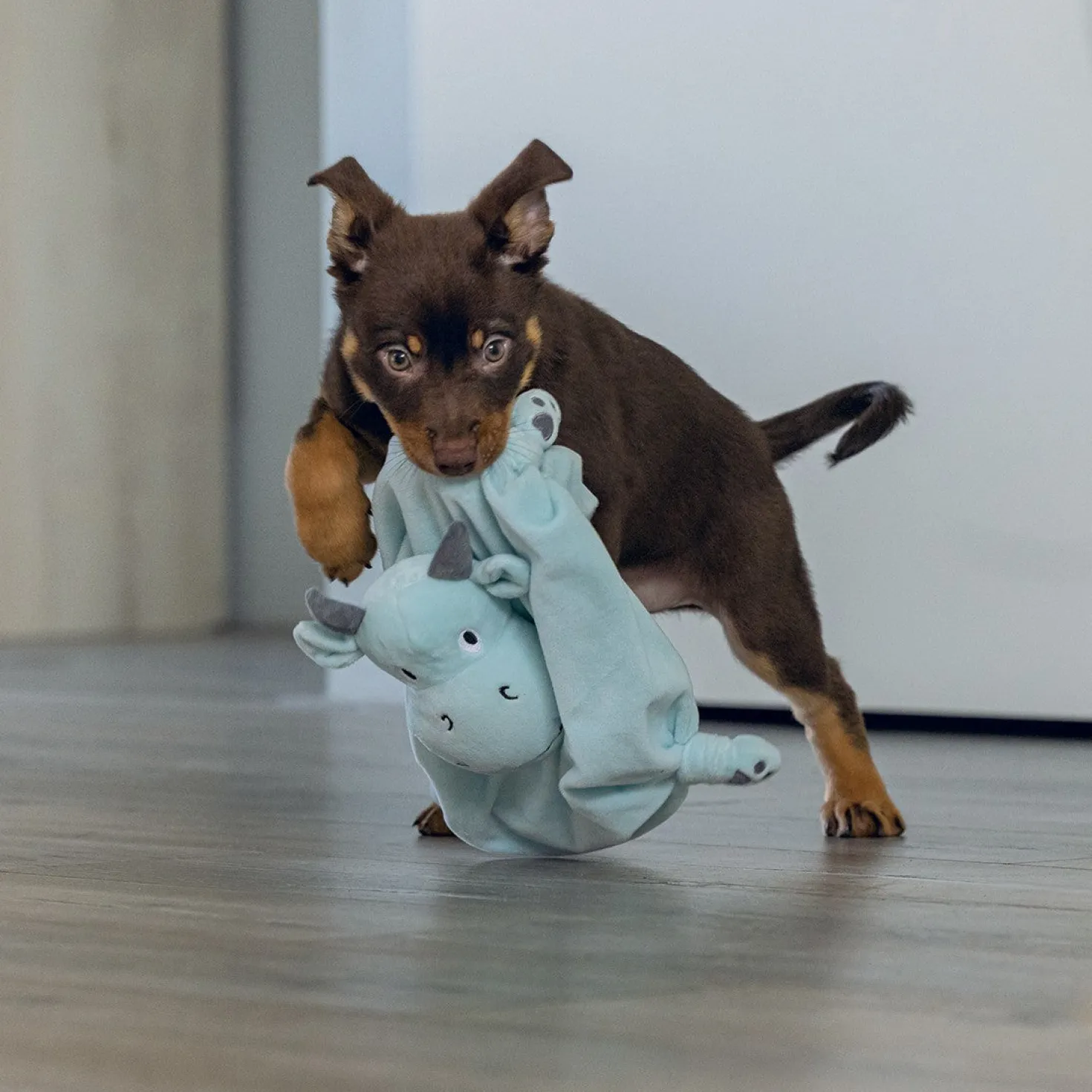 Doudou Dragon chiot