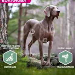 Eukanuba Daily Care Sensitive Joints - croquettes chien