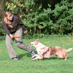 Frisbee Dog Activity chien