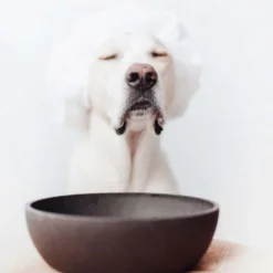 Gamelle Bamboo gris anthracite chien