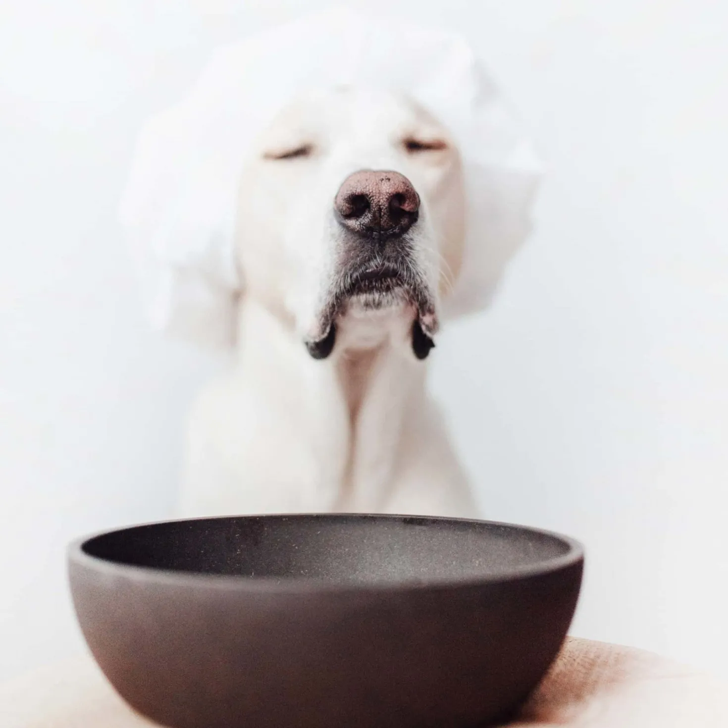 Gamelle Bamboo gris anthracite chien