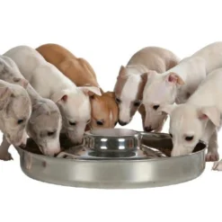 Gamelle chiot