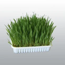 Graines d'herbe à chat à cultiver