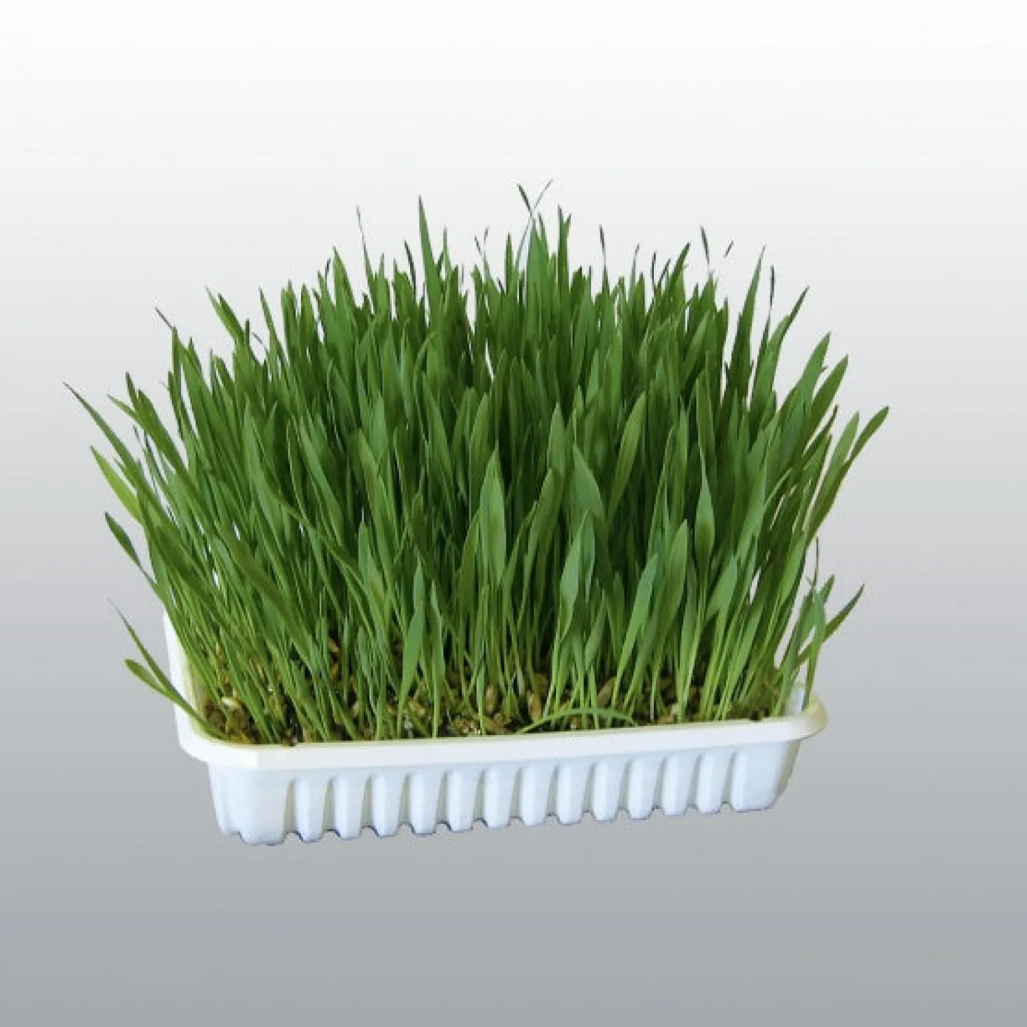 Graines d'herbe à chat à cultiver
