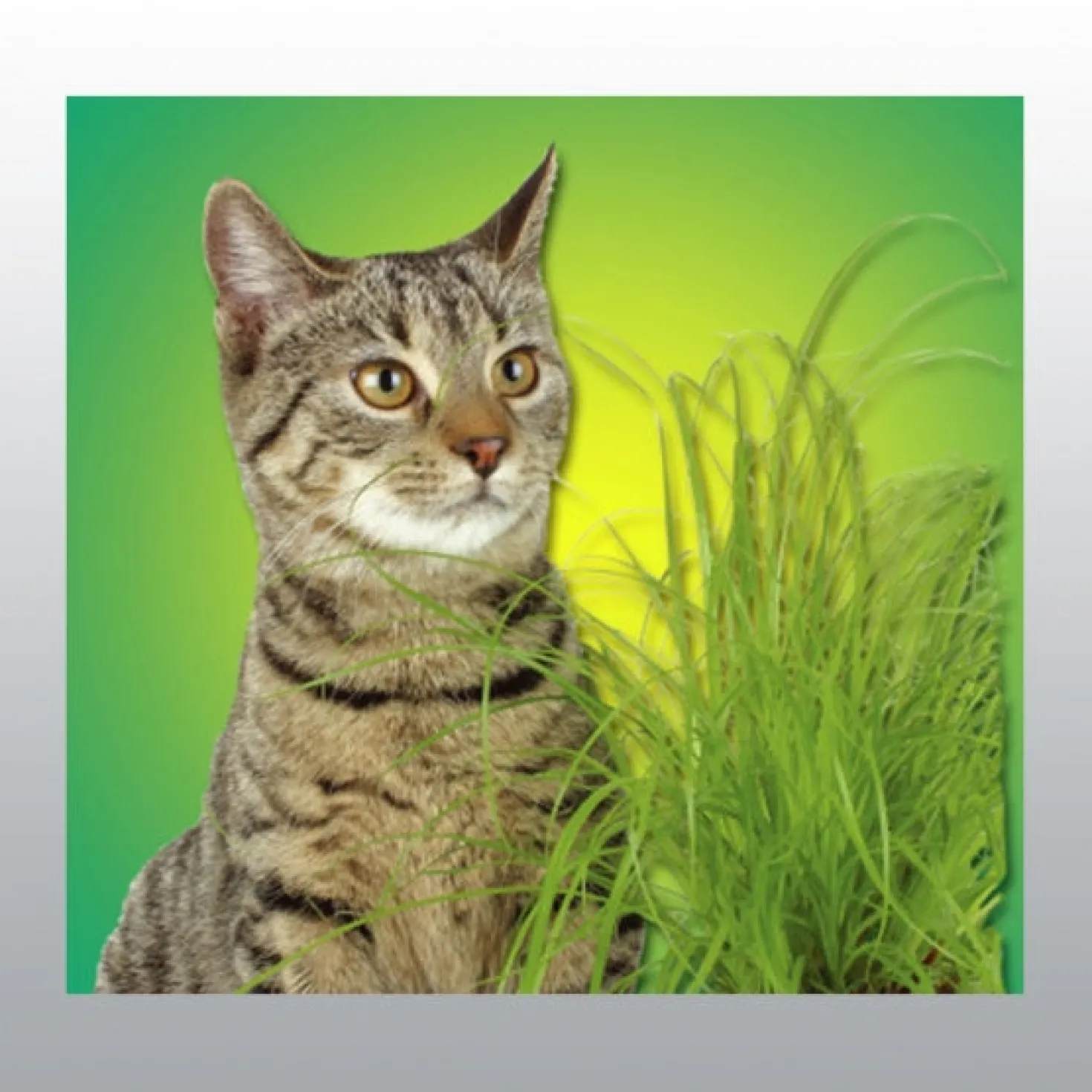 Graines d'herbe à chat à cultiver