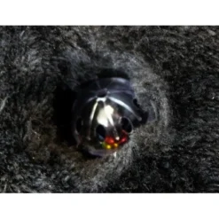 Griffoir incliné chat, chaton